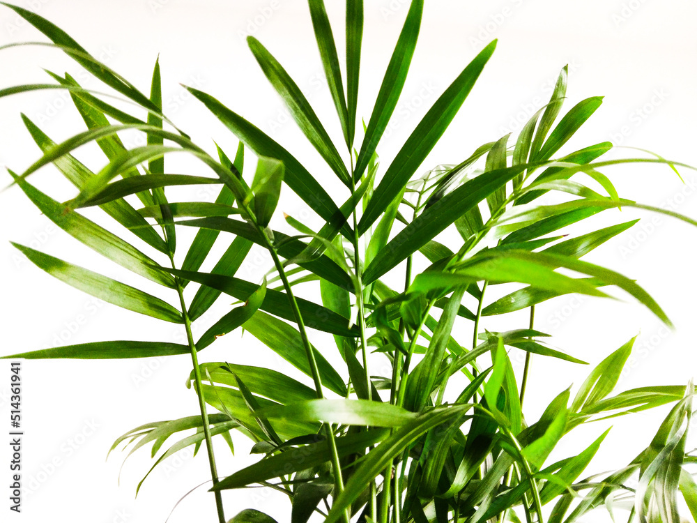 Obraz premium leaves on white background