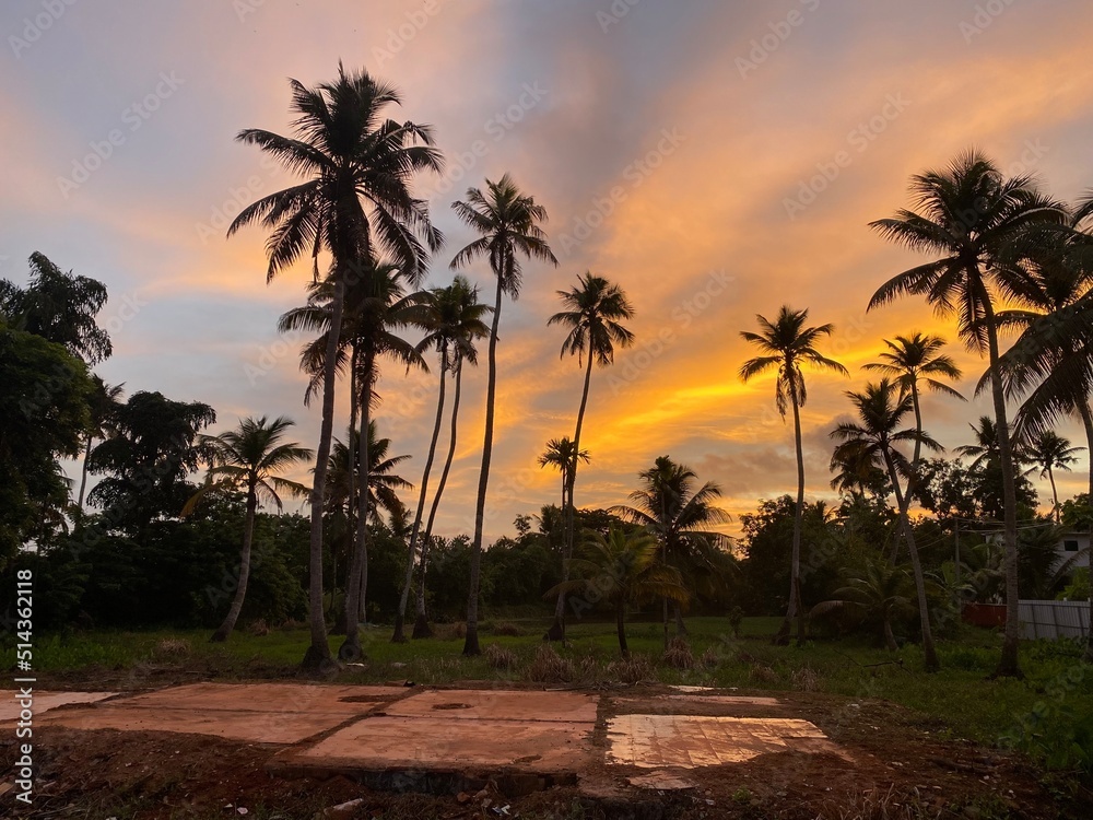 Obraz premium Gorgeous sunset behind coconut trees at sunset in the backwaters of Allepey, Kerala, India