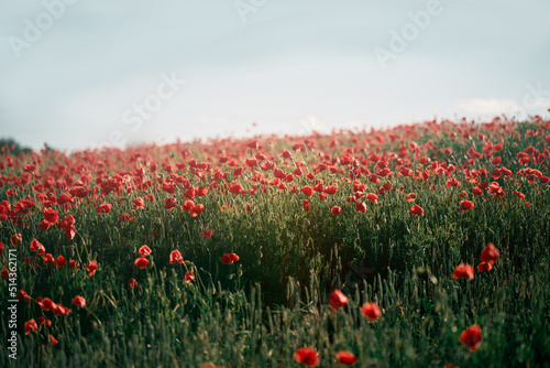 Red poppy field in Europe during summer sunset. © AlexGo