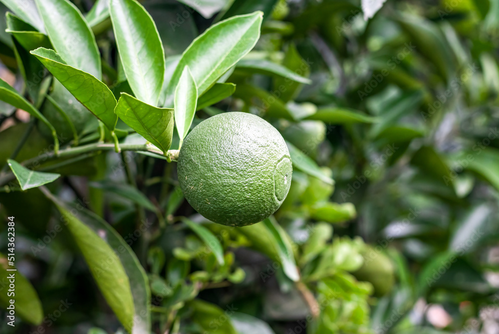 Close up shot of growing tangerine or mandarin fruit on a branch with copy space Close up shot of growing tangerine or mandarin fruit on a branch with copy space
