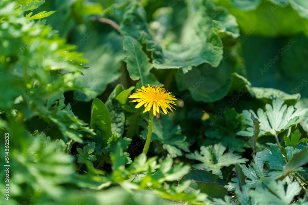 Yellow dandelions on a sunny spring day. season. background Yellow dandelions on a sunny spring day. season. background