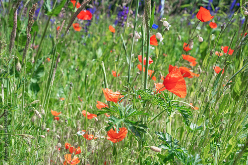 beautiful background, meadow flowers against a blue sky, summer photo, red poppies