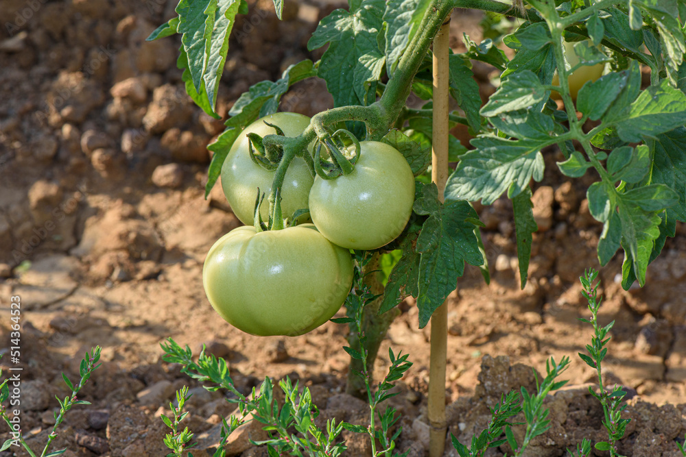 Growing tomatoes fruits from organic Tomato plantation or field, crops planted and cultivated at vegetable garden in Istanbul, Turkey. Growing tomatoes fruits from organic Tomato plantation or field, crops planted and cultivated at vegetable garden in Istanbul, Turkey.