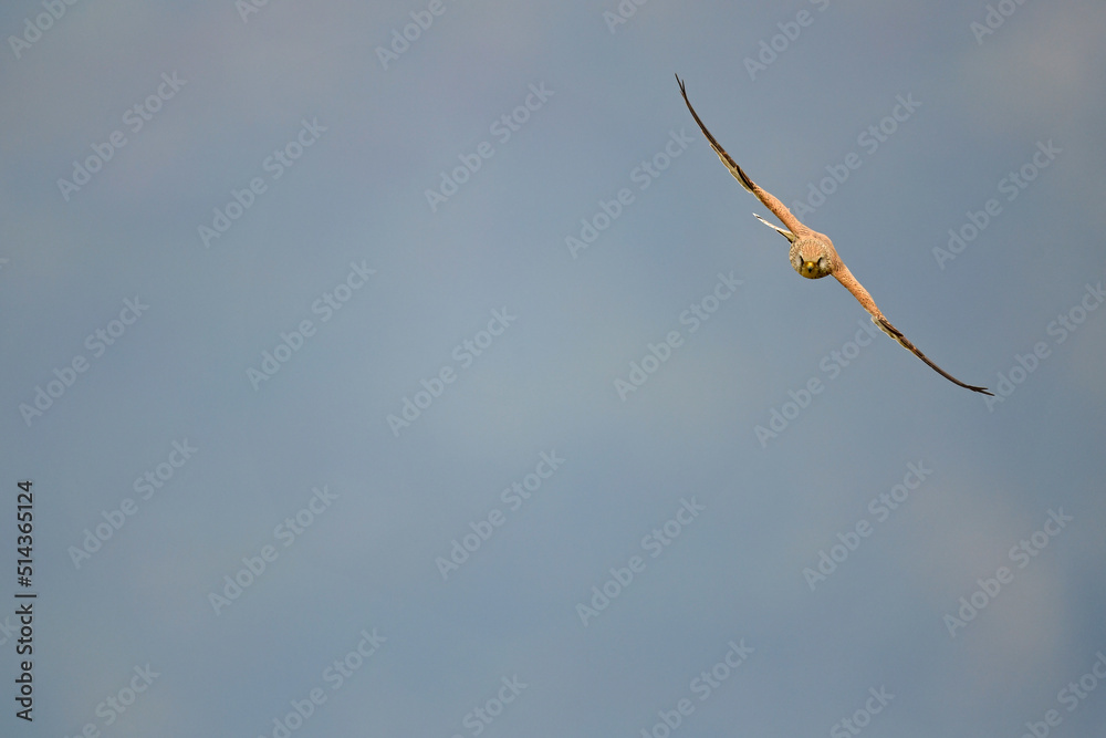 Lesser kestrel // Rötelfalke (Falco naumanni) Lesser kestrel // Rötelfalke (Falco naumanni)