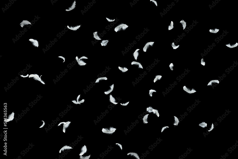 Abstract Group of White Feathers Floating in The Air. Feathers on Black Background. Abstract Group of White Feathers Floating in The Air. Feathers on Black Background.
