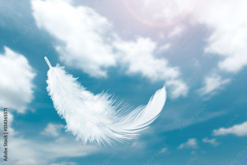 Abstract a Single White Fluffly Bird Feathers Floating in The Sky. Flying Swan Feather
Abstract a Single White Fluffly Bird Feathers Floating in The Sky. Flying Swan Feather