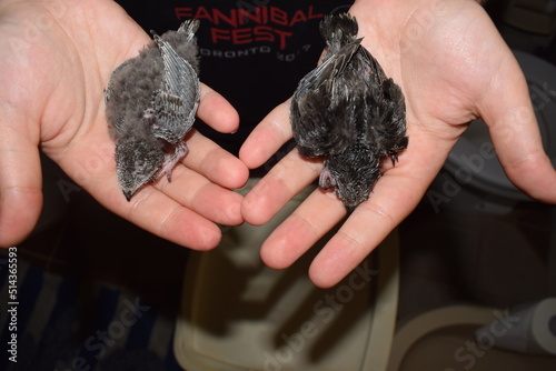 Two chicks of common swift (Apus apus) held in two hands photo