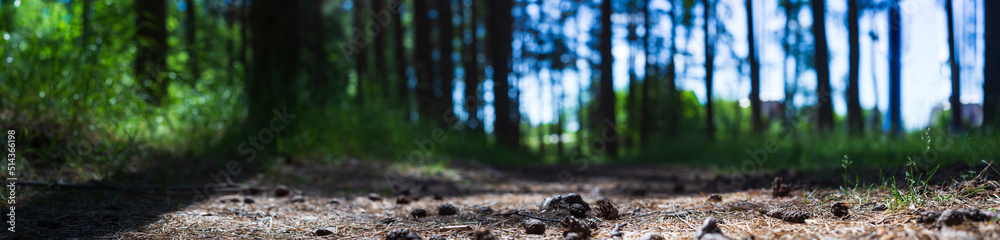 Forest path close-up with cones and roots. Low point of view in nature landscape with strong blurry background. Ecology environment Forest path close-up with cones and roots. Low point of view in nature landscape with strong blurry background. Ecology environment