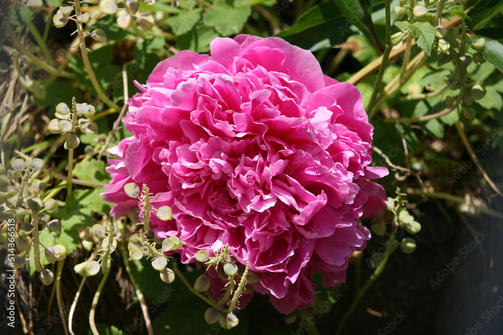 Obraz premium Flower growing in a garden