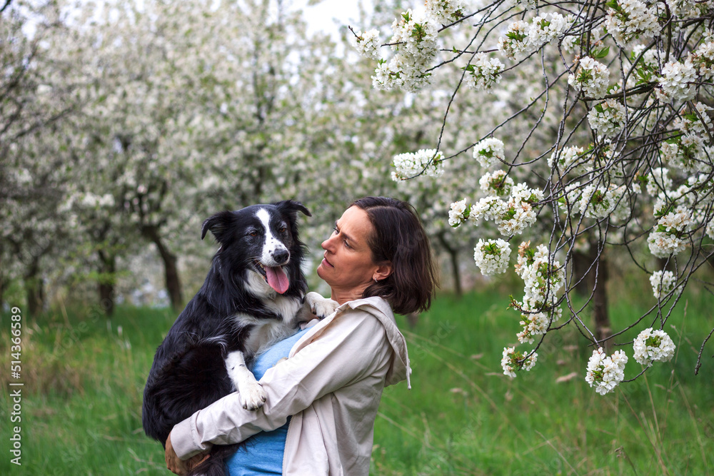 Woman and her dog is happy to be together outdoors. Pet owner holding her border collie in spring orchard. Friendship between animal and people. Woman and her dog is happy to be together outdoors. Pet owner holding her border collie in spring orchard. Friendship between animal and people.