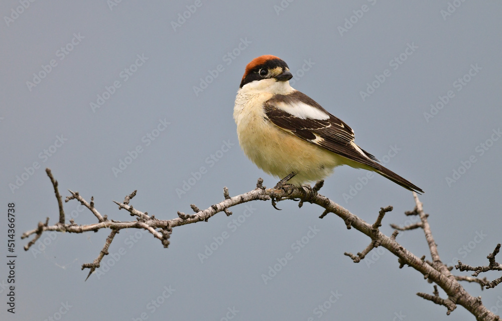 Woodchat shrike // Rotkopfwürger (Lanius senator) - Greece // Griechenland Woodchat shrike // Rotkopfwürger (Lanius senator) - Greece // Griechenland