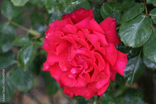 Flower growing in a garden