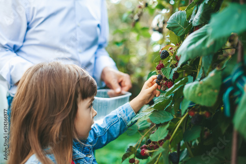 Obraz na plátně Little girl picking blackberry