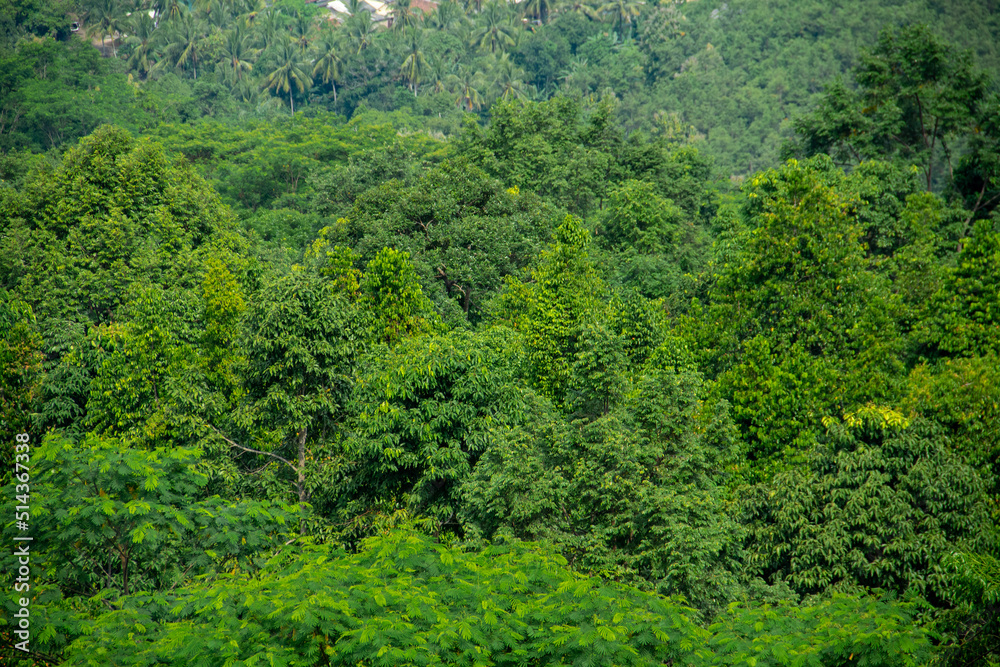 The background of the treetops in the mountains The background of the treetops in the mountains