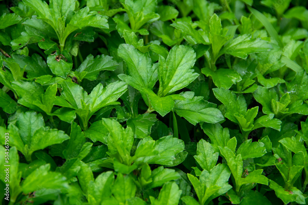 Fresh green leaves background in the garden