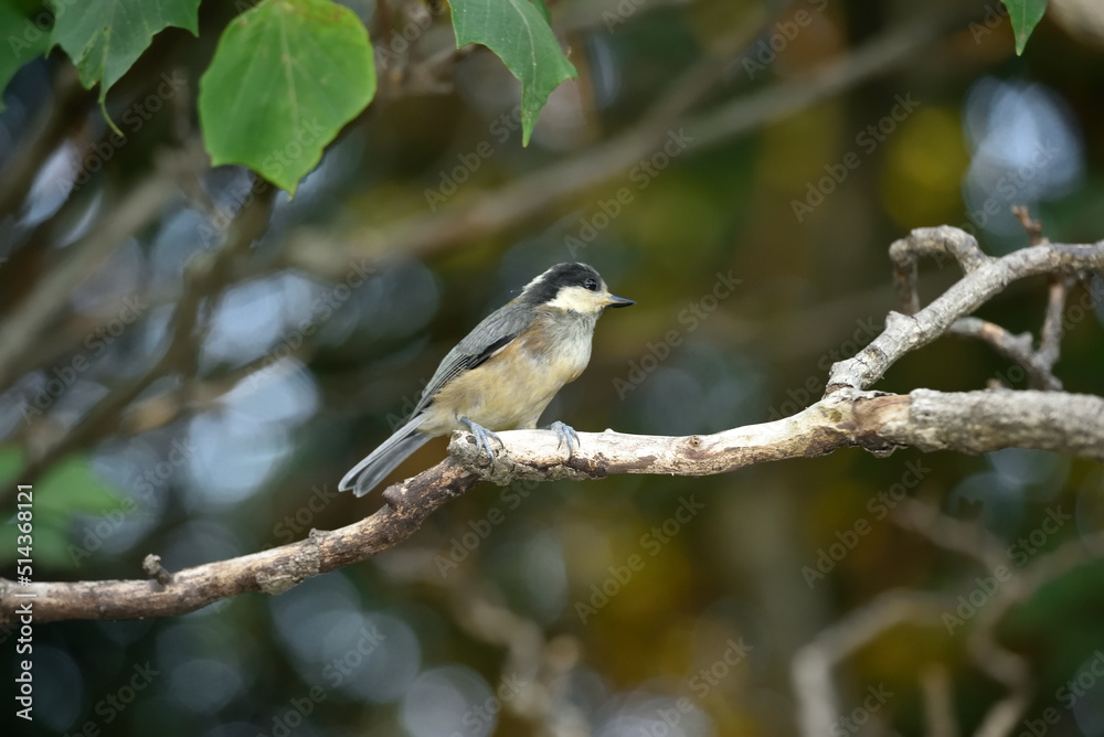 ヤマガラの幼鳥 ヤマガラの幼鳥