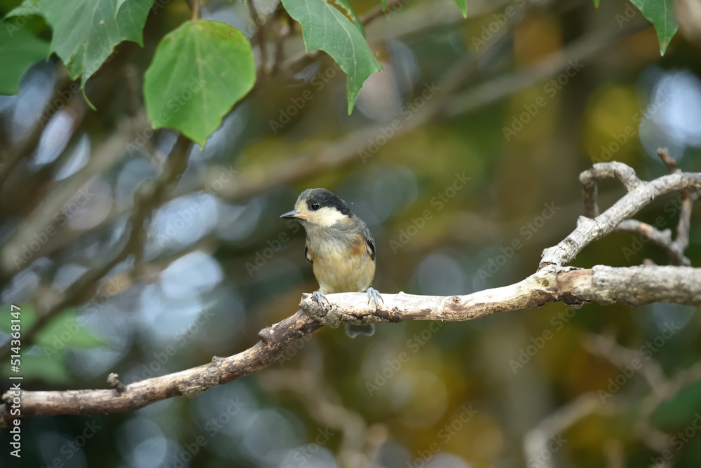ヤマガラの幼鳥 ヤマガラの幼鳥