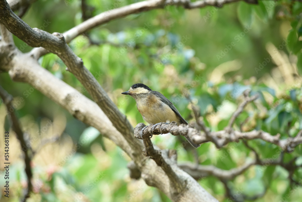 ヤマガラの幼鳥 ヤマガラの幼鳥