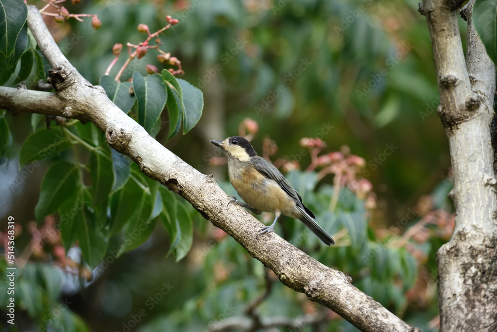 ヤマガラの幼鳥 ヤマガラの幼鳥