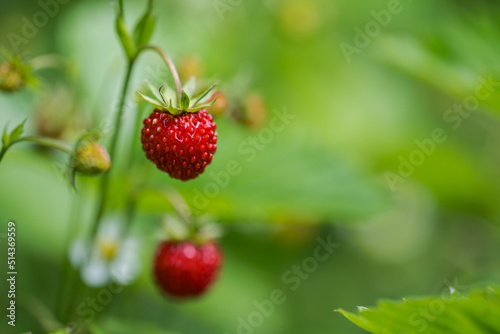 Close up of fresh ripe red wild strawberries growing in garden in summer