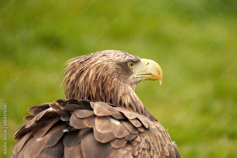 A detailed bald eagle head, yellow bill. The bird sits on the edge of the water, scanning the water's surface for fish A detailed bald eagle head, yellow bill. The bird sits on the edge of the water, scanning the water's surface for fish