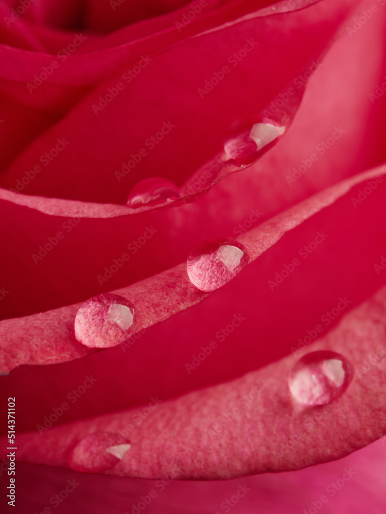 Red rose petals with rain drops closeup. Red Rose. Red rose petals with rain drops closeup. Red Rose.