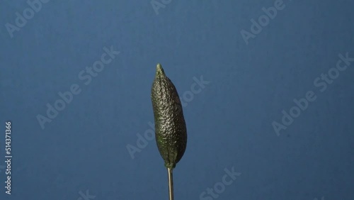 Finger Lime rotating 360 on Blue screen 