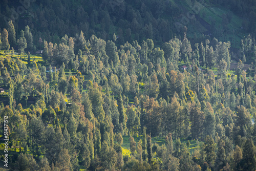 Group of pine trees shot from above by tele lens photo