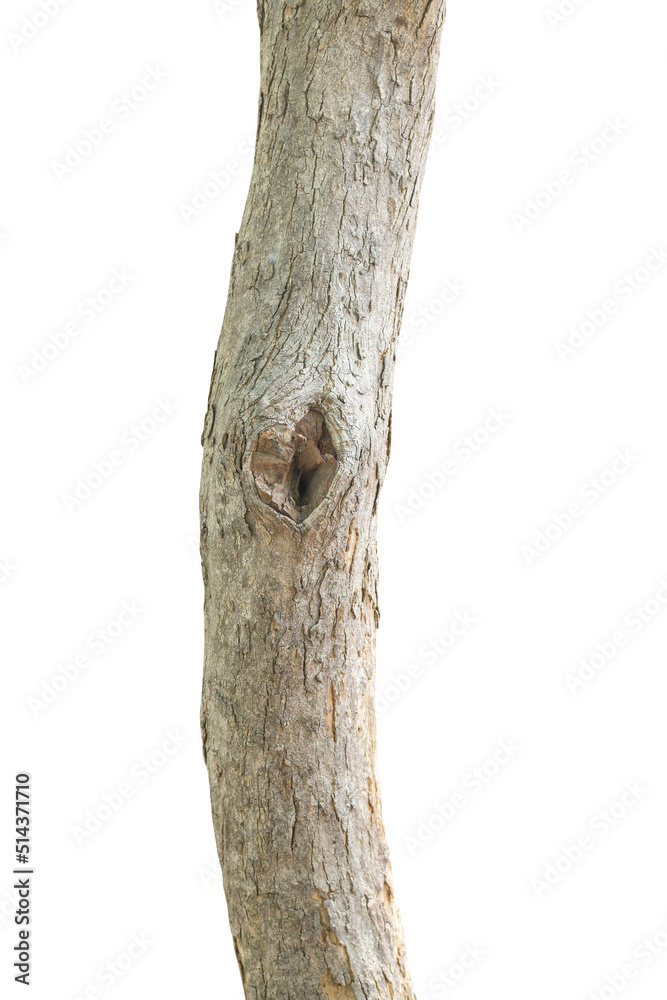 Naklejka premium Tree trunk isolated on white background. This has clipping path.