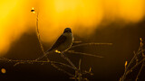 Red-backed Shrike gąsiorek zachodzące słońce słońce zachód kontra 