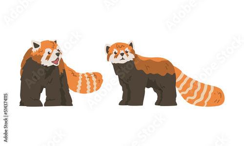 Standing Red Panda as Small Mammal with Dense Reddish-brown Fur and Ringed Tail Vector Set