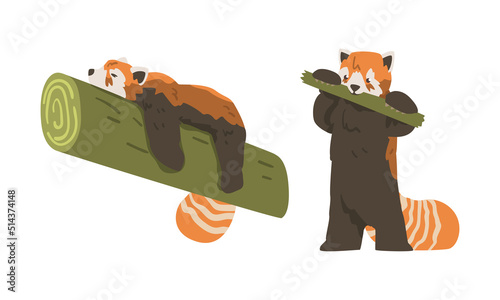 Red Panda as Small Mammal with Dense Reddish-brown Fur and Ringed Tail Lying on Tree Branch Vector Set