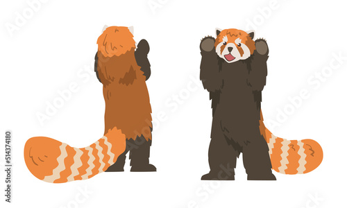 Red Panda as Small Mammal with Dense Reddish-brown Fur and Ringed Tail Standing on Hind Legs Vector Set