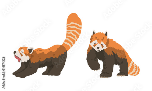 Red Panda as Small Mammal with Dense Reddish-brown Fur and Ringed Tail Stretching and Walking Vector Set