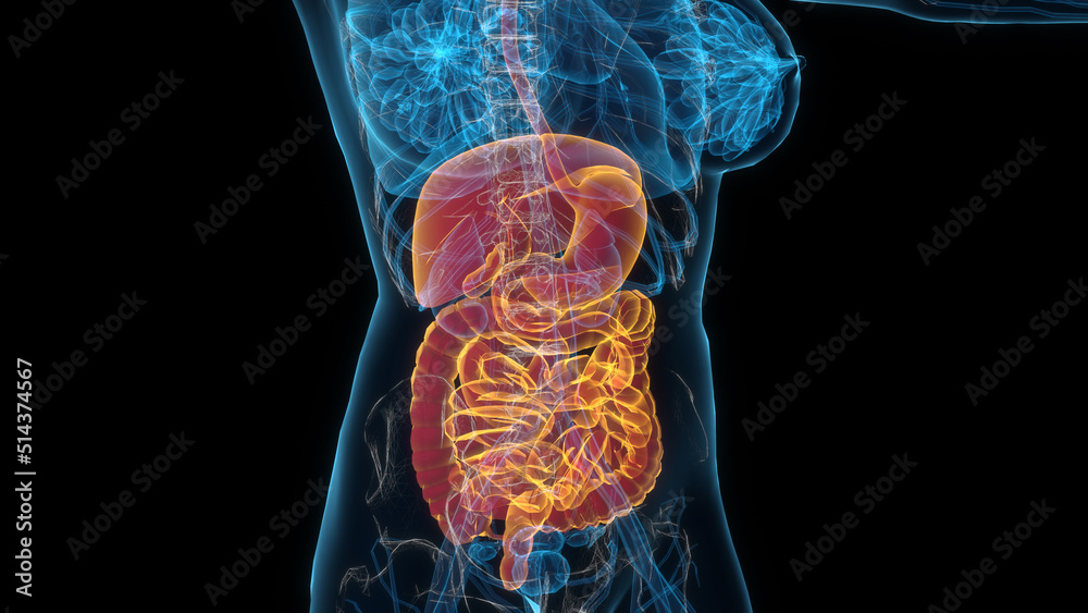 Female digestive system 3d hologram. Close-up 3D illustration