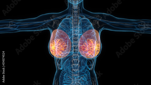 Female chest 3d hologram. Close-up 3D illustration photo