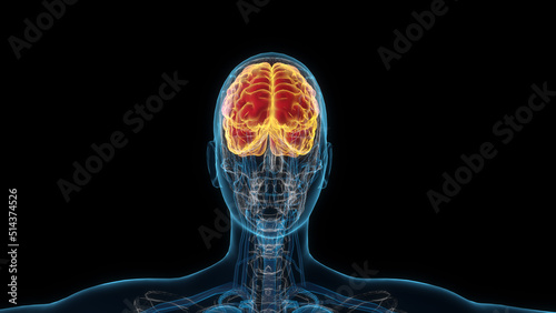 Female brain 3d hologram. Close-up 3D illustration