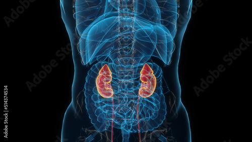 Male kidney 3d hologram. Close-up 3D illustration