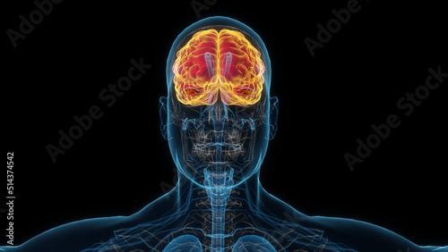 Male brain 3d hologram. Close-up 3D illustration