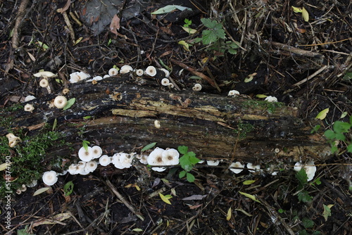 tiger sawgill in the forest, Lentinus tigrinus mushroom 