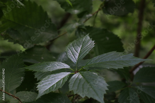 Parthenocissus vitacea in the summer forest  photo