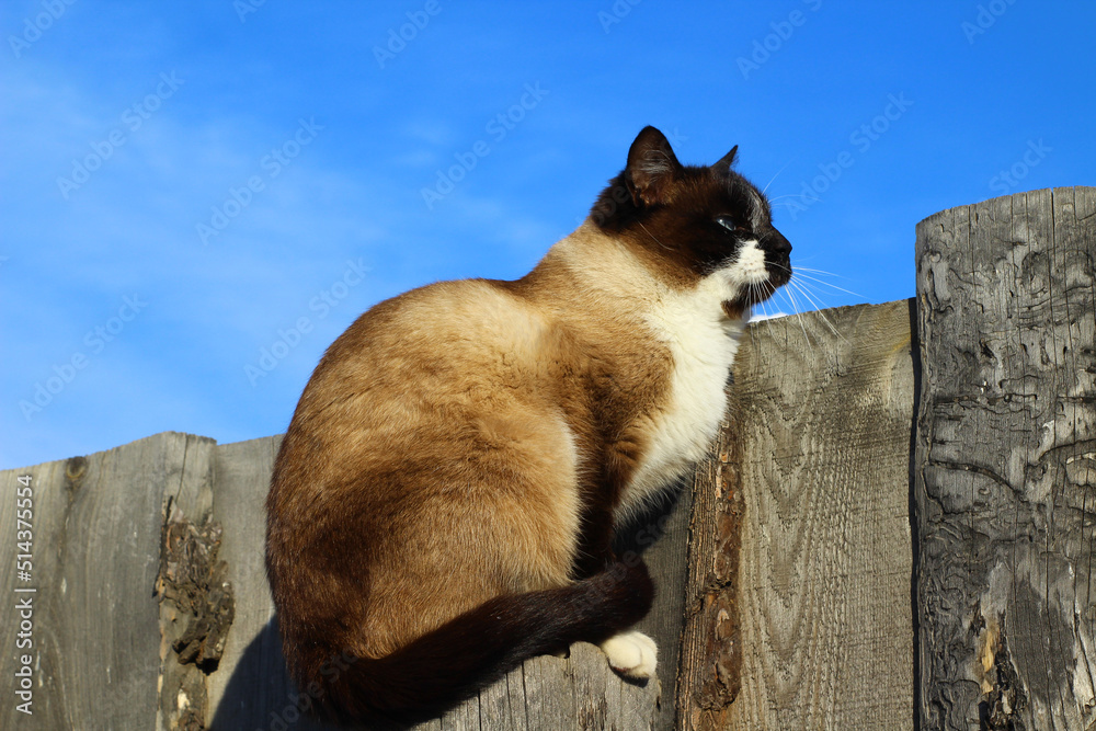 Thai Siamese cat sitting on fence