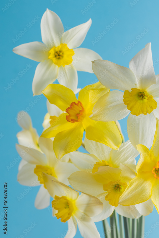 White and yellow daffodils on a blue background. Flower with orange center. Spring flowers. A simple daffodil bud. Narcissus bouquet. Floral concept. White and yellow daffodils on a blue background. Flower with orange center. Spring flowers. A simple daffodil bud. Narcissus bouquet. Floral concept.