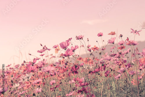 Soft blur of cosmos flowers field with the vintage pink color style for background photo