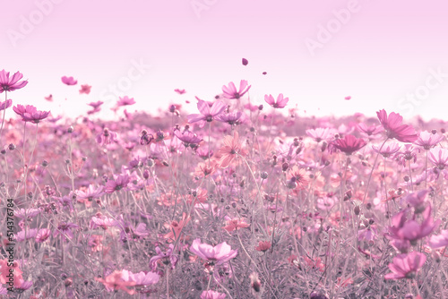 Soft blur of cosmos flowers field with the vintage pink color style for background