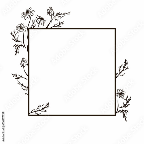hand drawn camomile flower Sketch vintage style. Design template. Vector illustration