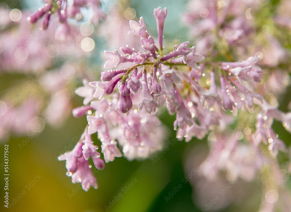 Blooming lilac, Nature background. Pink lilac with raindrops Blooming lilac, Nature background. Pink lilac with raindrops