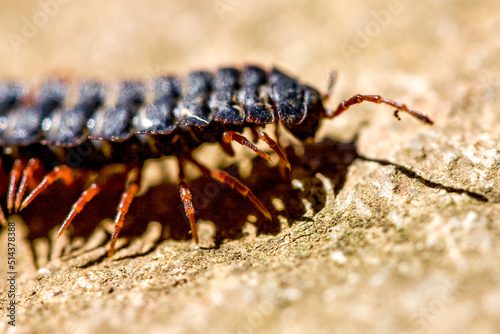 Fototapete Centipede insect in Machu Picchu area Peru