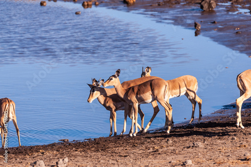 A group of impalas drinking from a waterhole in Etosha National Park, Namibia.