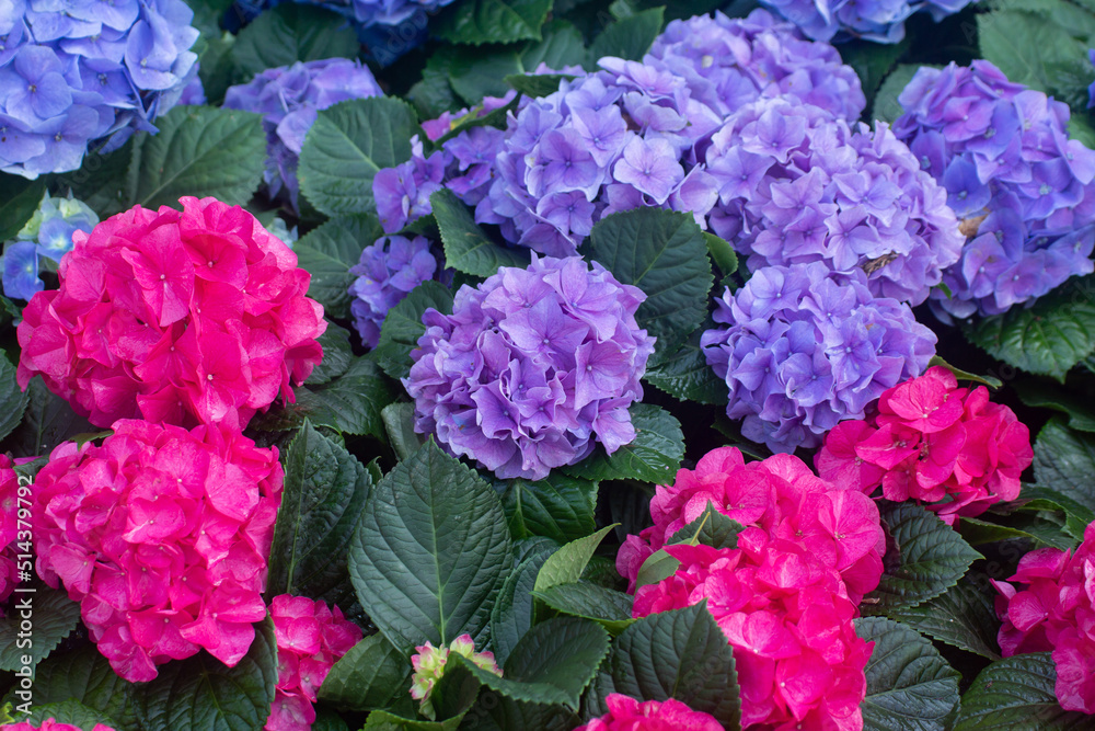 Blue and Pink Hydrangeas flowers in the garden 